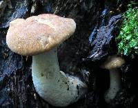 Polyporus radicatus image