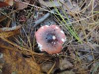 Russula fragilis image