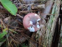 Russula fragilis image