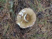 Russula clavipes image