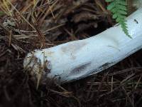 Russula vinosa image