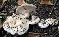 Lactarius pubescens image