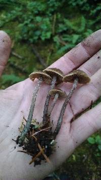 Inocybe hirsuta var. maxima image