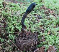 Elaphocordyceps ophioglossoides image