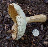 Russula ballouii image