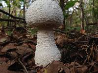 Amanita polypyramis image