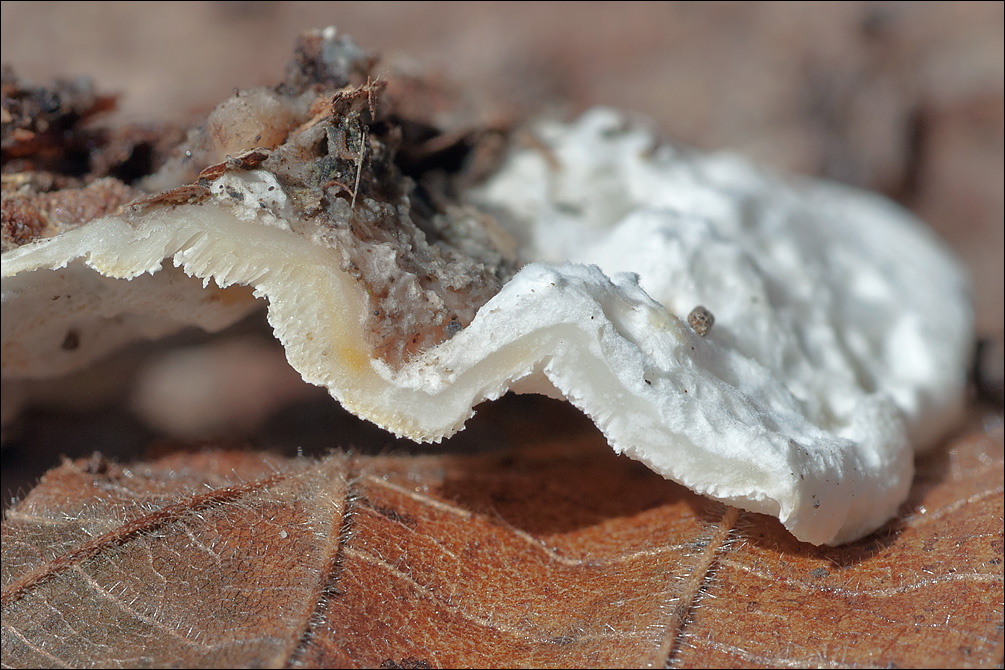 Skeletocutis amorpha image