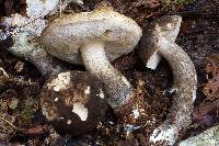 Leccinum snellii image