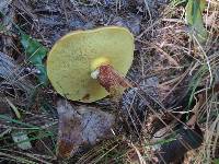 Suillus grevillei image