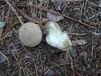 Lycoperdon echinatum image