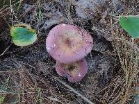 Russula vinosa image