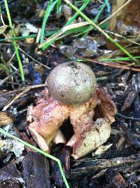 Geastrum welwitschii image