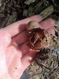 Geastrum welwitschii image