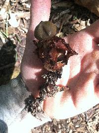 Geastrum welwitschii image