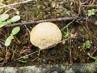 Lycoperdon pratense image