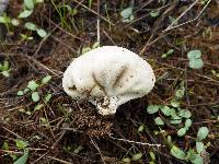 Lycoperdon pratense image