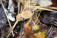 Xeromphalina cauticinalis image