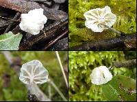 Hemimycena candida image