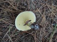 Suillus luteus image