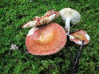 Russula paludosa image