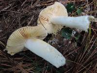 Russula risigallina image