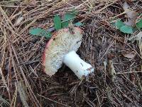 Russula silvestris image