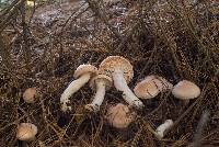 Hygrophorus pudorinus image