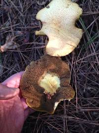 Suillus hirtellus image