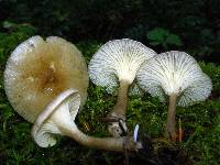 Ampulloclitocybe clavipes image