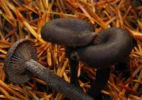 Pseudoclitocybe cyathiformis image