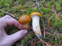 Tricholoma focale image