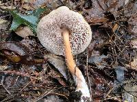 Austroboletus gracilis image