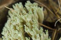 Ramaria apiculata image