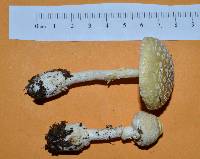 Amanita crenulata image