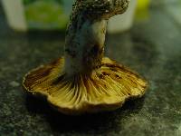 Lactarius luteolus image