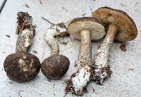 Leccinum variicolor image