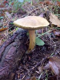 Hortiboletus bubalinus image