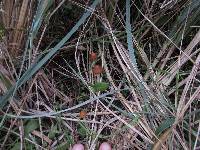 Psilocybe azurescens image