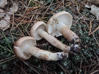 Tricholoma imbricatum image