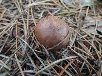 Tricholoma imbricatum image