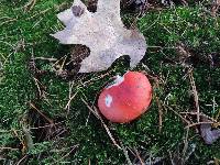 Russula silvestris image