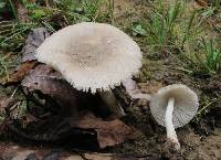 Amanita farinosa image