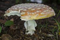 Amanita muscaria var. flavivolvata image