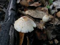 Cystolepiota seminuda image