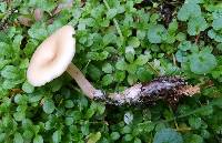 Clitocybe fragrans image