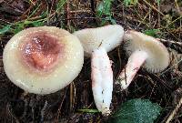 Russula mariae image