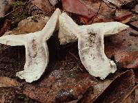 Russula densifolia image