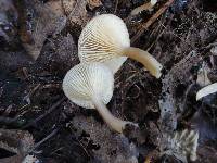 Lactarius griseus image