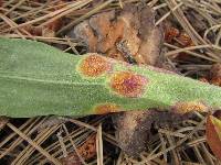 Puccinia conspicua image