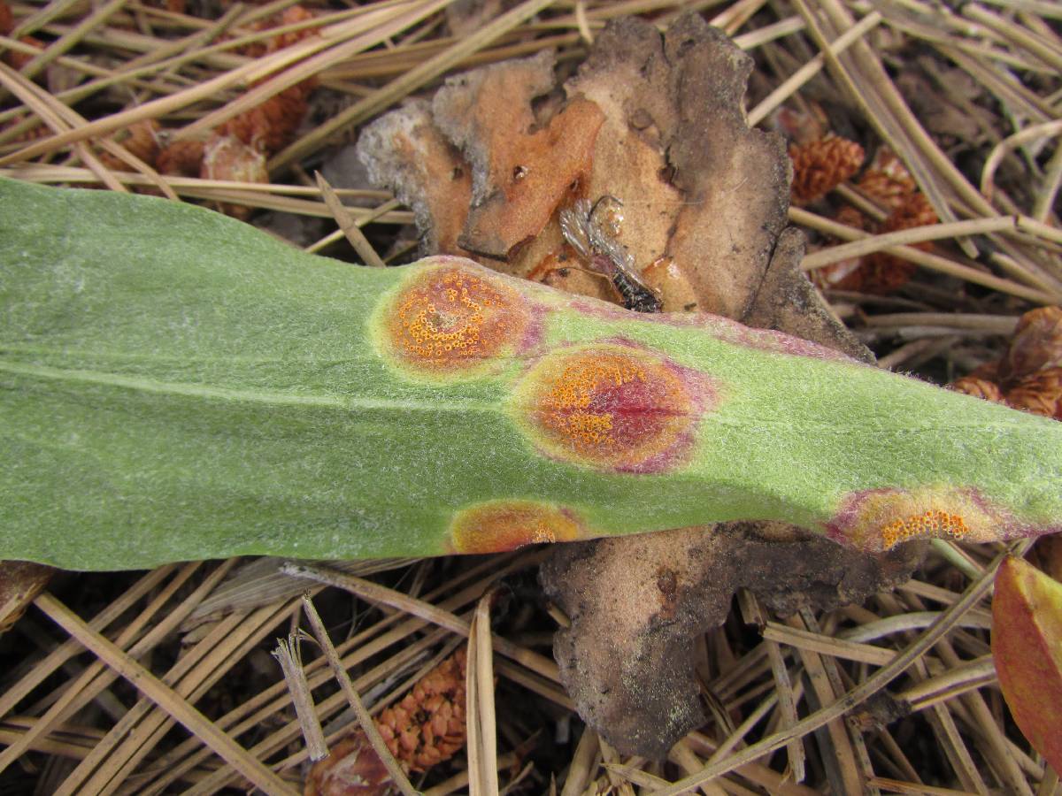 Puccinia conspicua image